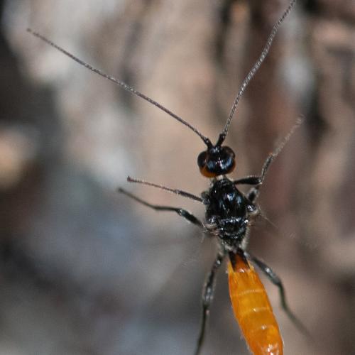 Atanycolus sp.